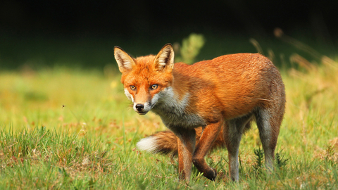 Red fox | London Wildlife Trust